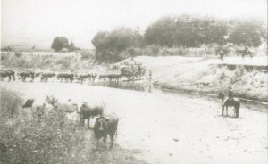 Micalago Station 1890 Charles Kerry photo